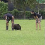 Vulture in Singapore