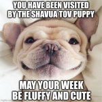 Shavua Tov Puppy | YOU HAVE BEEN VISITED BY THE SHAVUA TOV PUPPY; MAY YOUR WEEK BE FLUFFY AND CUTE | image tagged in smiling puppy | made w/ Imgflip meme maker