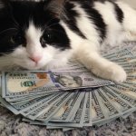 Cat With Money