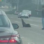 Sea Lion on freeway