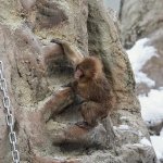 monkey rock climbing