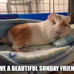 GUINEA PIG | HAVE A BEAUTIFUL SUNDAY FRIENDS | image tagged in guinea pig | made w/ Imgflip meme maker