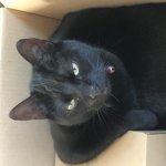 Black cat Rulez