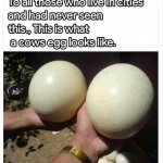 Cow’s egg