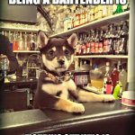 Drunk or stupid | THE HARD PART ABOUT BEING A BARTENDER IS; FIGURING OUT WHO IS DRUNK AND WHO IS JUST STUPID. | image tagged in bartender puppy,bartender,drunk,stupid,dog,puppy | made w/ Imgflip meme maker