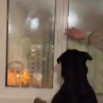 Dog looking at fireworks GIF Template