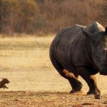 rhino running from small dog