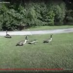 angry goose GIF Template