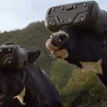 VIRTUAL REALITY CONTENTED COWS