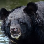 Bear | image tagged in bear | made w/ Imgflip meme maker