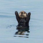 otter hand up