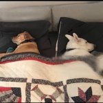 Dog couple in bed