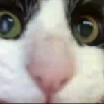 Cat staring at camera meme
