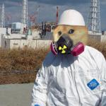 fukushima doge
