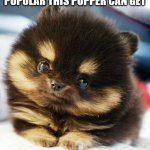 pomeranian | LET'S SEE HOW POPULAR THIS PUPPER CAN GET | image tagged in pomeranian,pupper,doggo,cute | made w/ Imgflip meme maker