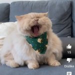 yawning fat cat