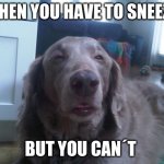 High Dog | WHEN YOU HAVE TO SNEEZE BUT YOU CAN´T | image tagged in memes,high dog | made w/ Imgflip meme maker