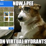 Dog A.I be like | NOW I PEE; ON VIRTUAL HYDRANTS | image tagged in corgi hacker | made w/ Imgflip meme maker