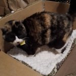 Cat in box