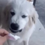 disgusted dog GIF Template