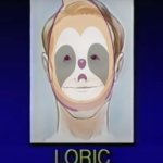 Sloth Loric