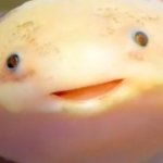 Axolotl has been desturbed template
