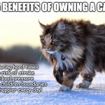 love that cat | 5 BENEFITS OF OWNING A CAT; 1. a friend during hard times
2. reduces risk of stroke
3. lowers blood pressure
4. teaches your children boundaries
5. makes you happier every day! | image tagged in maine coon cat,cat,health,benefits | made w/ Imgflip meme maker