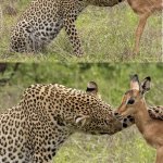 leopard hugging deer
