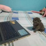 Laptop Kitten
