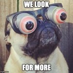 pug, funny face | WE LOOK; FOR MORE | image tagged in pug funny face | made w/ Imgflip meme maker