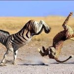 Zebra vs Cheetah
