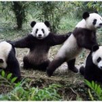 panicked panda bunch