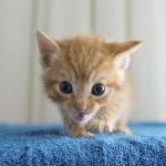 Kitten template