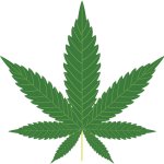 Cannabis