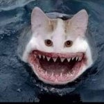 Shark cat