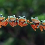 Five Frogs meme