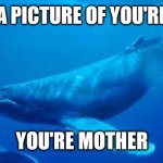 *Your | A PICTURE OF YOU'RE; YOU'RE MOTHER | image tagged in whale | made w/ Imgflip meme maker