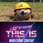 Safety Doggo | image tagged in wait a second this is wholesome content,dogs,animals,memes,gifs,barney will eat all of your delectable biscuits | made w/ Imgflip meme maker