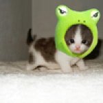 House kitten frog