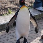 This penguin now outranks Prince Andrew meme