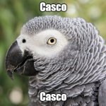 Casco | Casco; Casco | image tagged in african grey parrot | made w/ Imgflip meme maker