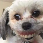 Denture Dog Template | image tagged in denture dog | made w/ Imgflip meme maker