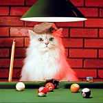 Billiards Cat