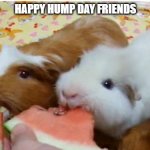 GUINEA PIGS | HAPPY HUMP DAY FRIENDS | image tagged in guinea pigs | made w/ Imgflip meme maker