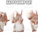 SQUIRRELS | HAPPY HUMP DAY | image tagged in squirrels | made w/ Imgflip meme maker