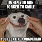 dog smiling | WHEN YOU ARE FORCED TO SMILE YOU LOOK LIKE A CRACKHEAD | image tagged in dog smiling | made w/ Imgflip meme maker