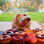 Dog licking Doughnuts