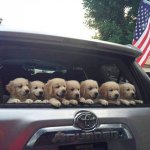 Puppies in a Toyota
