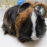 ponytail guinea pig