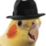 Hat-a-tiel